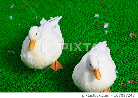 cute duck pictures 107087248