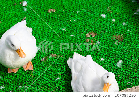 cute duck pictures 107087250