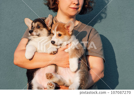 Cropped photo of middle-aged woman standing on blue background, holding two chubby puppies of dog welsh pembroke corgi. Cropped photo of middle-aged woman standing on blue background, holding two chubby puppies of dog welsh pembroke corgi. 107087270
