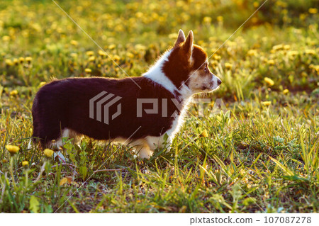 Side view of little young brown white dog welsh pembroke corgi standing among dandelions on green grass looking in park. Side view of little young brown white dog welsh pembroke corgi standing among dandelions on green grass looking in park. 107087278