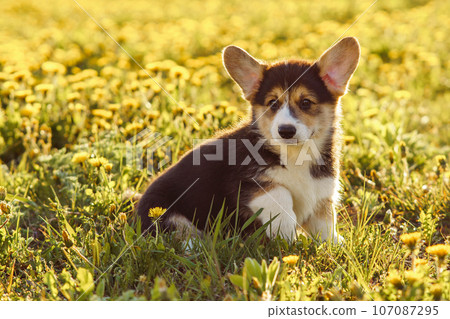 Portrait of little brown white dog welsh pembroke corgi sitting on green juicy grass in park, raising paw on sunny day. Portrait of little brown white dog welsh pembroke corgi sitting on green juicy grass in park, raising paw on sunny day. 107087295