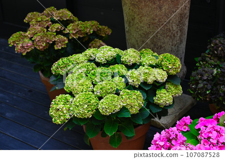 尼古拉·伯格曼箱根花園景觀 尼古拉·伯格曼箱根花園景觀 107087528