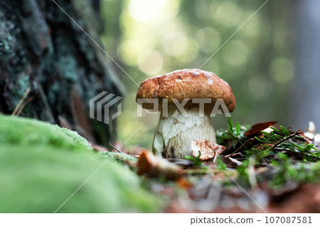 Big white mushroom in autumn forest 107087581