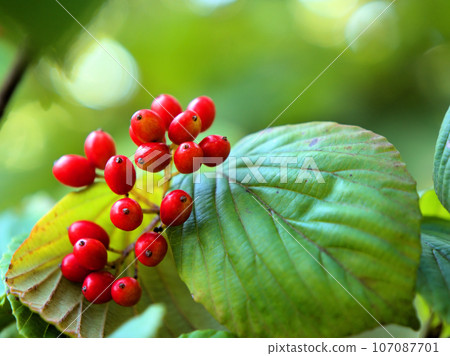 紅色莢蒾漿果在九月變紅 紅色莢蒾漿果在九月變紅 107087701