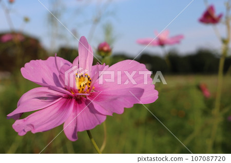 藍天映襯下盛開的粉紅波斯菊 藍天背後的粉紅波斯菊 107087720