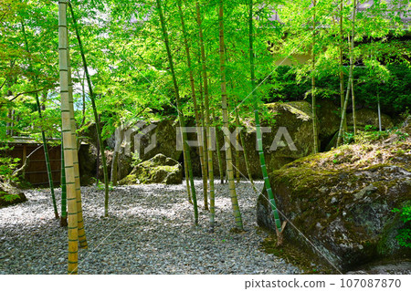箱根美術館的竹林景觀 107087870