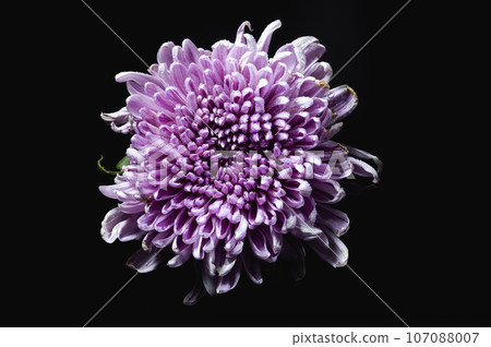 Pink chrysanthemum Rossano dark 107088007