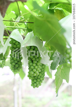 Beautiful green Delaware 107088015