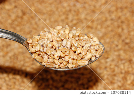 Wheat seeds image with selective focus 107088114