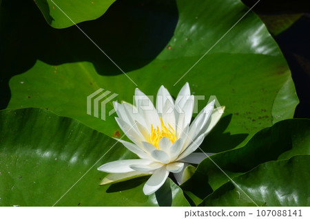 Water lily Water lily 107088141