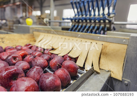 automatic apple picking line 107088193