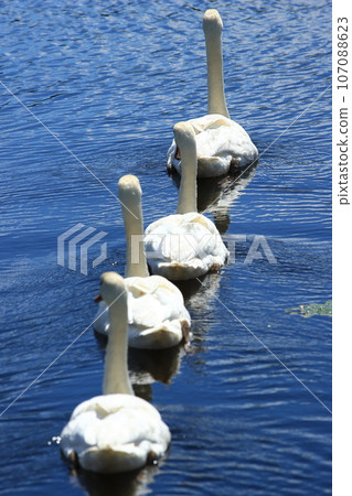 Swans swimming in a line, back view Swans swimming in a line, back view 107088623