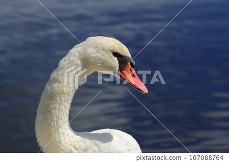cute mute swan cute mute swan 107088764