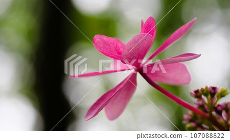 Close-up of each hydrangea flower and flower core at the hydrangea garden 107088822