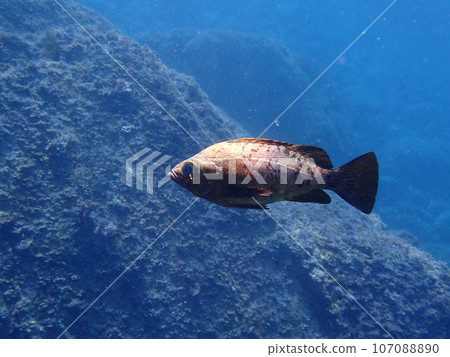 石斑魚 石斑魚 107088890