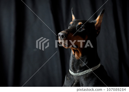 Portrait of doberman dog on black background studio Portrait of doberman dog on black background studio 107089284