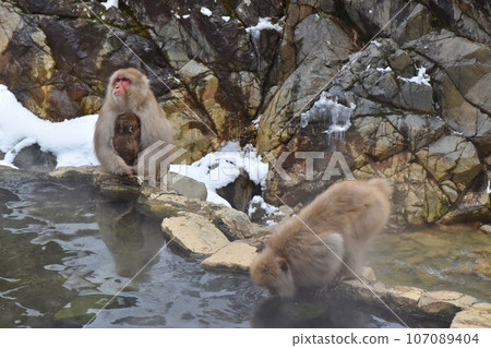 地獄谷猴父子長野 107089404