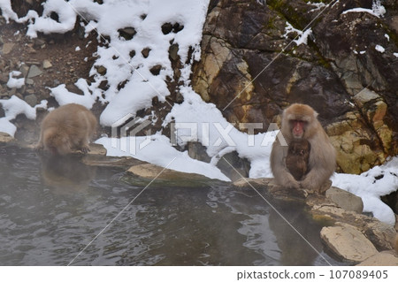 地獄谷猴父子長野 地獄谷猴父子長野 107089405