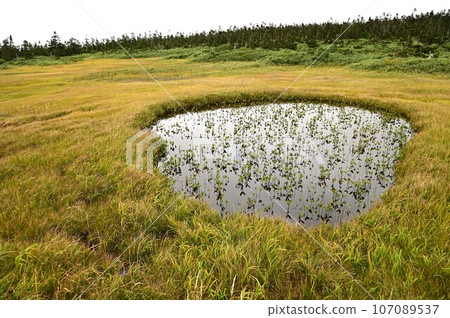 Plants of Hachimantai 107089537