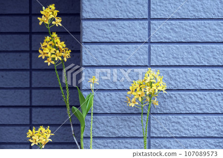 Elongated yellow orchid epidendrum flowers 107089573