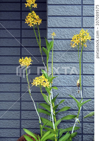 細長的黃色蘭花表皮花 細長的黃色蘭花表皮花 107089575