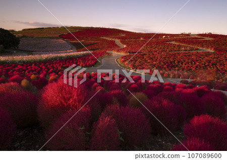 round and red kochia hill round and red kochia hill 107089600