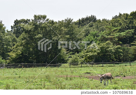 1 donkey 1 donkey 107089638