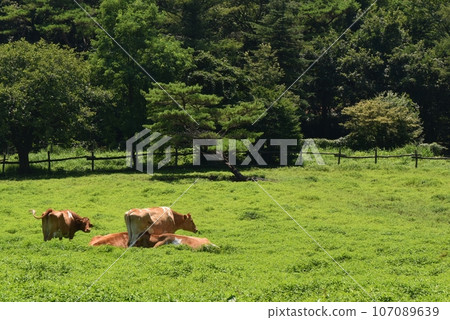 Gandhi cow grazing Gandhi cow grazing 107089639