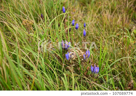 八幡平植物龍膽 107089774
