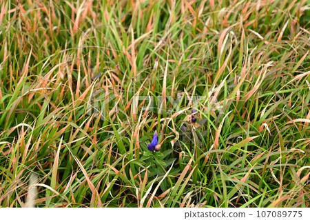 八幡平植物龍膽 107089775