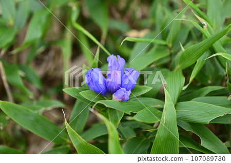 Hachimantai plant gentian 107089780