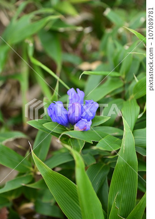 Hachimantai plant gentian 107089781