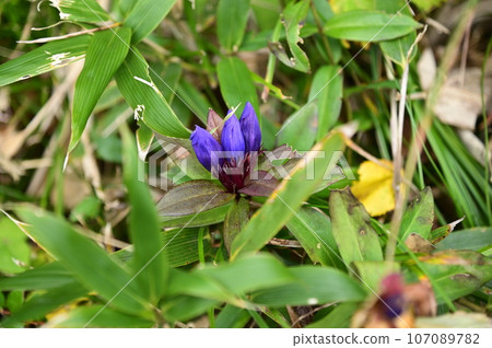 Hachimantai plant gentian Hachimantai plant gentian 107089782