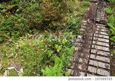 八幡平植物龍膽 107089783