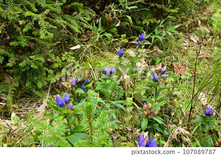 Hachimantai plant gentian 107089787