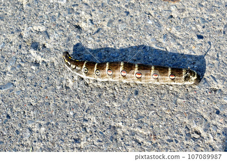 The larvae of a moth called the staghorn sparrow were crawling along the paved ridge of the Arakawa River. The larvae of a moth called the staghorn sparrow were crawling along the paved ridge of the Arakawa River. 107089987