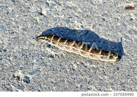 The larvae of a moth called the staghorn sparrow were crawling along the paved ridge of the Arakawa River. 107089990