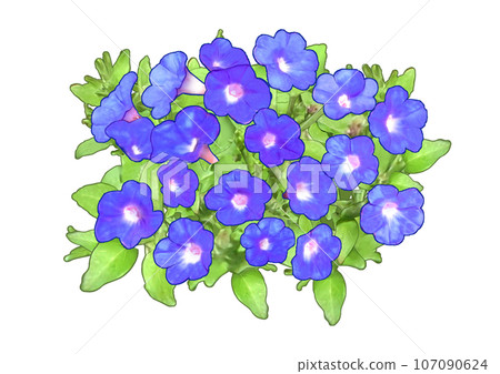 Petunia Petunia Blue 107090624