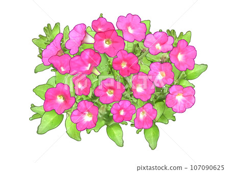 Petunia Petunia Pink 107090625