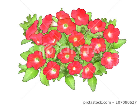 Petunia Petunia Red 107090627