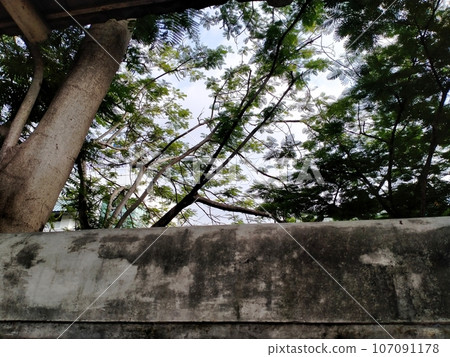 cement wall with trees cement wall with trees 107091178