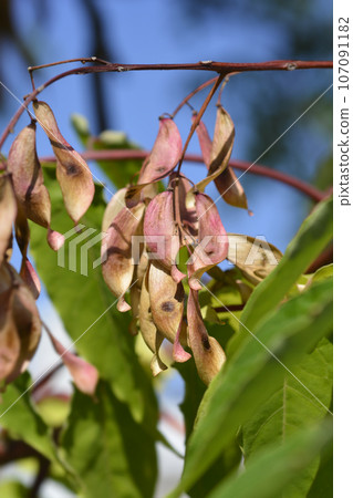 Tree of heaven Tree of heaven 107091182
