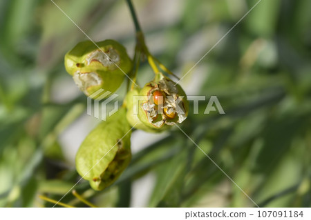 Blackberry lily Blackberry lily 107091184