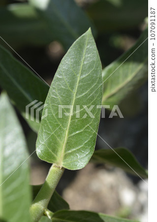 Broad leaved cotton bush 107091187