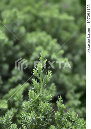 Dwarf Japanese garden juniper Dwarf Japanese garden juniper 107091193