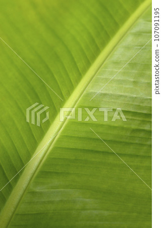Dwarf Cavendish banana Dwarf Cavendish banana 107091195