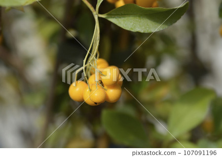 Firethorn Golden Sun Firethorn Golden Sun 107091196