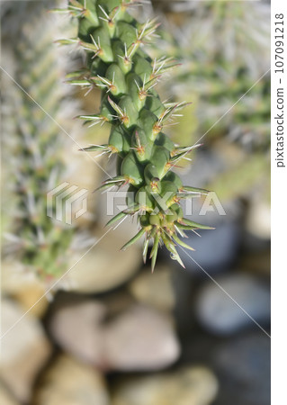 Cane cholla Cane cholla 107091218