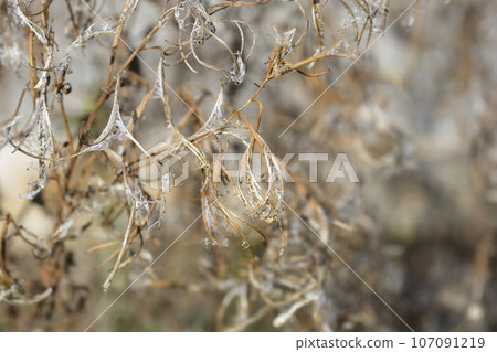 Great hairy willowherb 107091219
