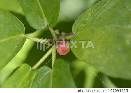 Japanese fig Japanese fig 107091225